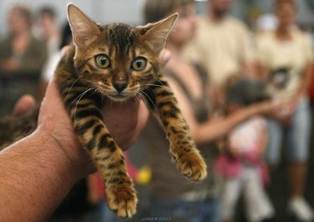 Мультисистемный Фестиваль Кошек День Влюбленных Котов